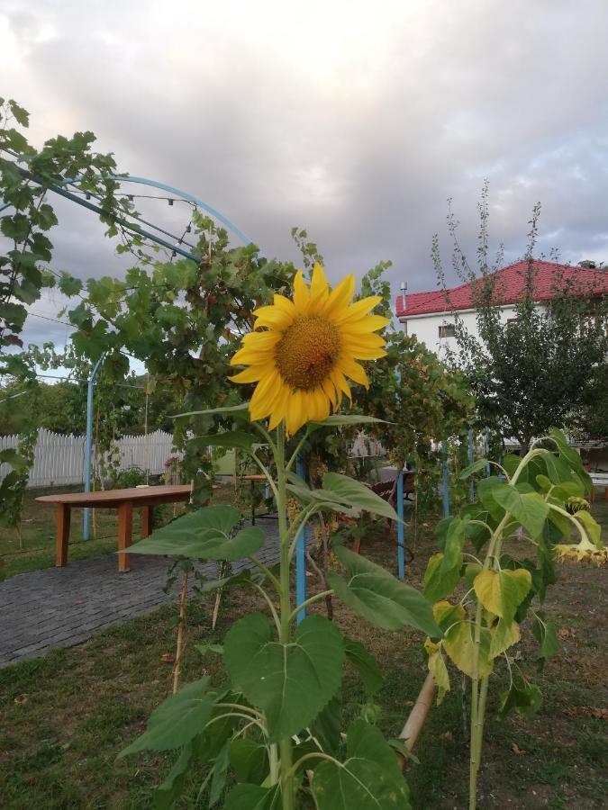 Villa "Zepuri" Dushet'i Exteriér fotografie